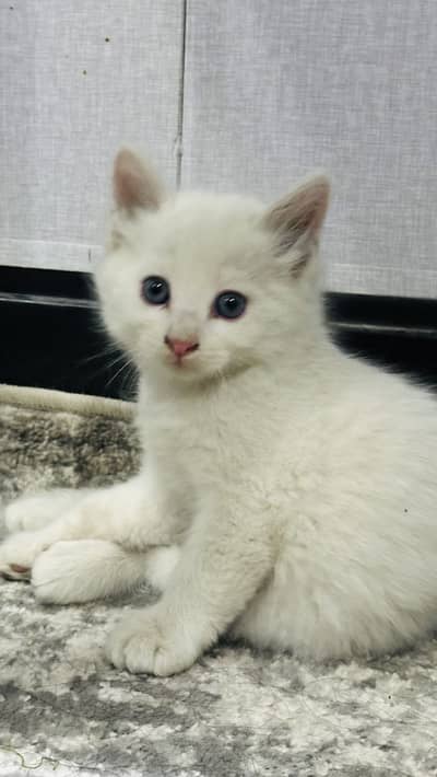 Persian Kittens / Cat