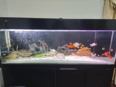 Customisd Large Aquarium for sale