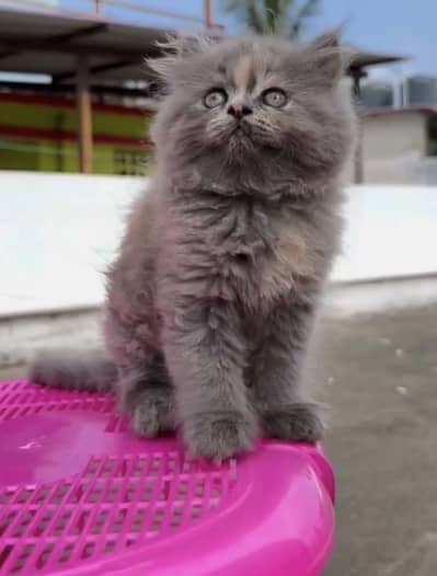 Quality Persian Punchface cat & kitten. moreWhatsApp 03314426537