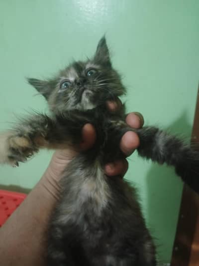 Persian triple Court kitten