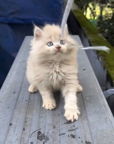Quality Persian Punchface cat & kitten. moreWhatsApp 03314426537