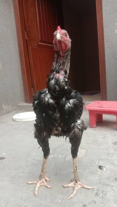 very good hen