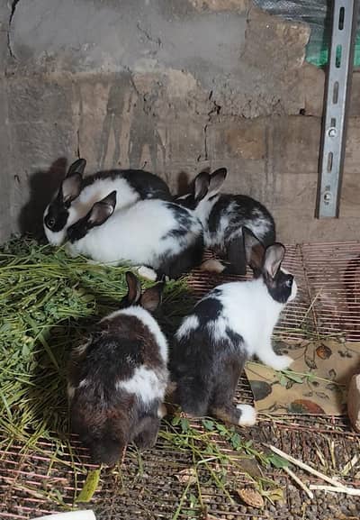 Female rabbits home breed