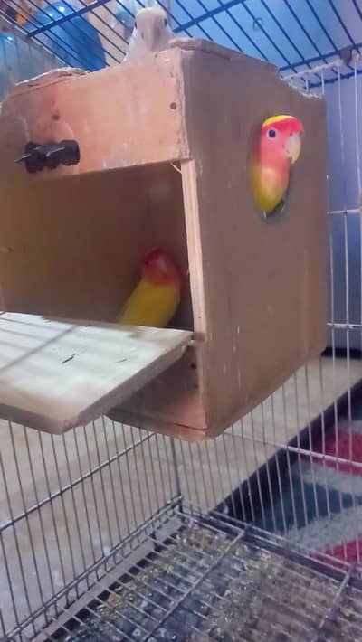 love birds