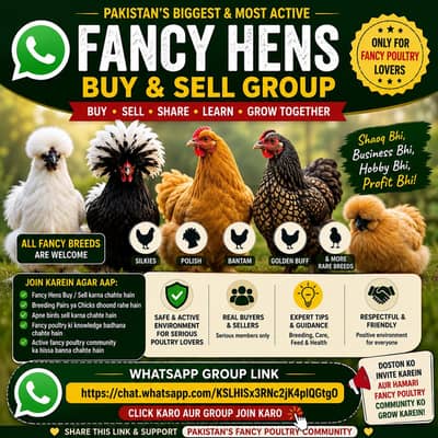 Fancy Hens Pakistan Buy & Sell Group