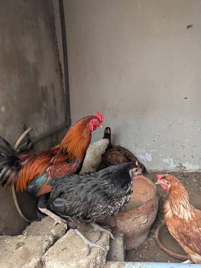 Hens + Chicks + Upcoming Flock