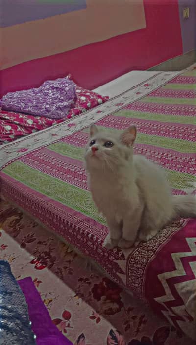 " Persion  Kitten" tUE PERSIAN KITTEN FOR SALE - ODD EYES - DOLL FACE*