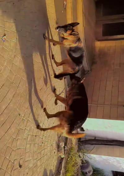 German shepherd breeder pair