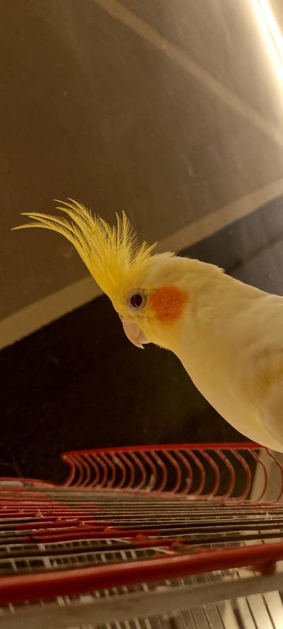 Coactail for sale
