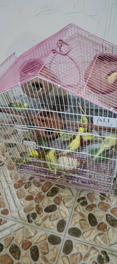 birds