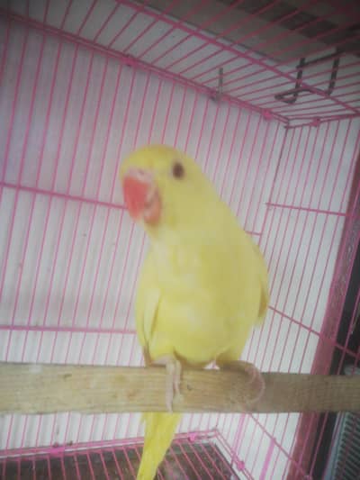 yellow femail