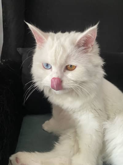 Beautiful persian cat for sale