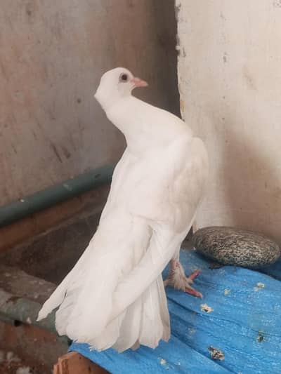 golidian finches pathy pair  and patha laka kabooter for sale