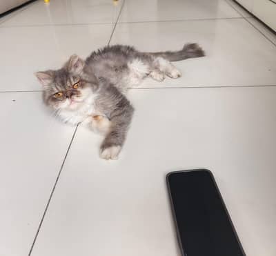 cat pyari hy bhot