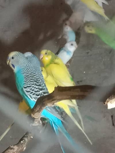 parrot