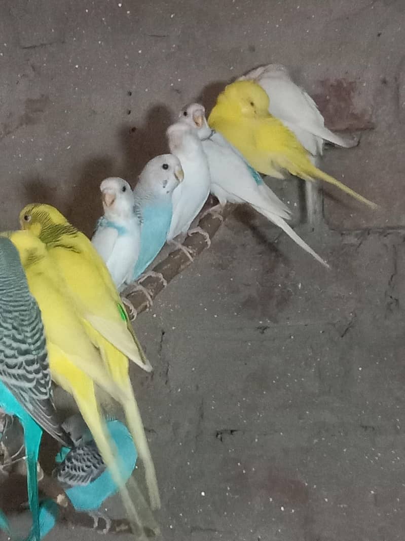 parrot 1