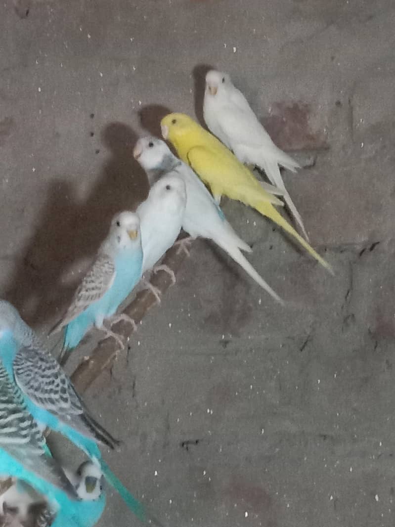 parrot 2