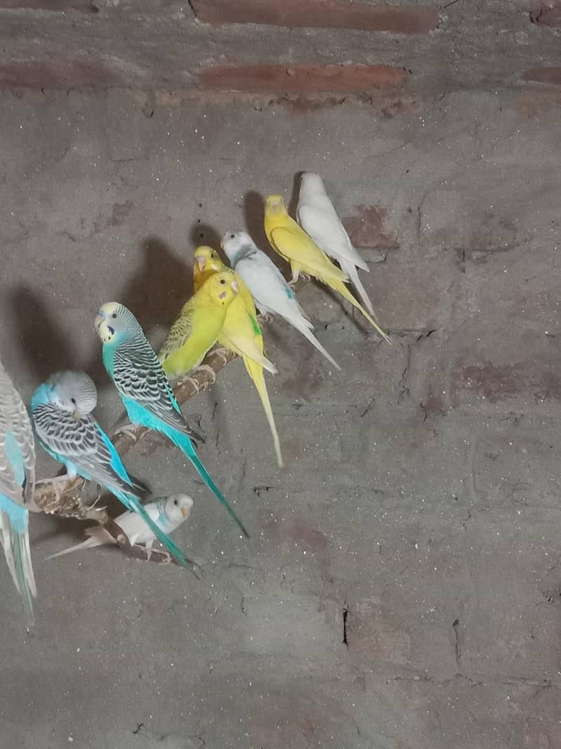 parrot 3