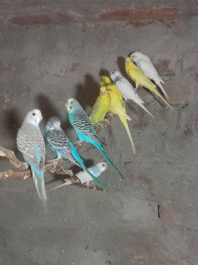 parrot 4