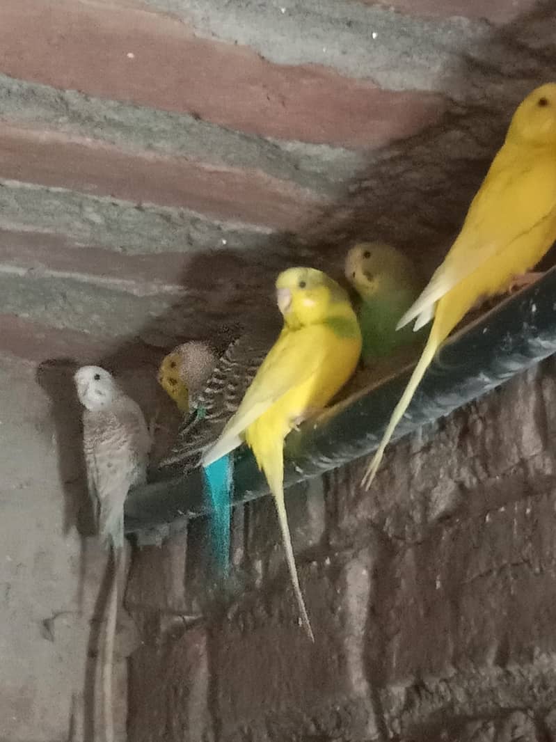 parrot 5
