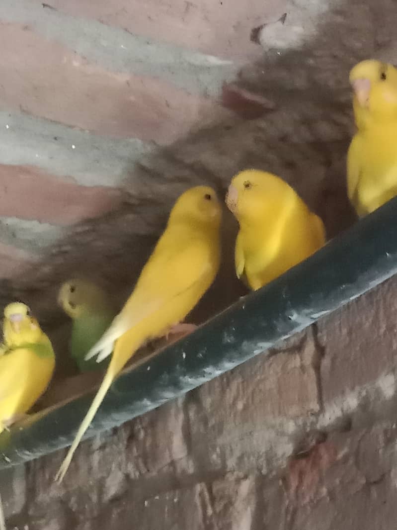 parrot 6