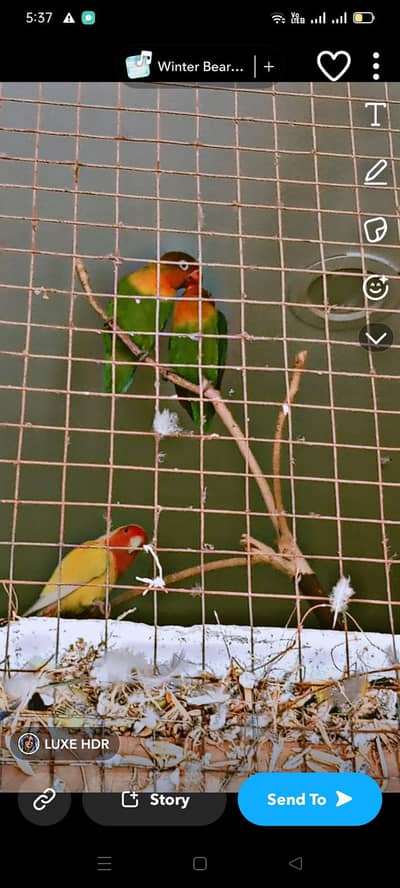 love bird beautiful pair