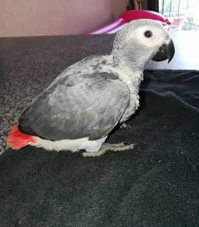 African grey parrot checks for sale 03094802245