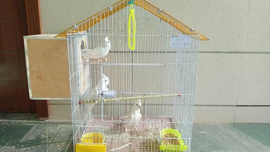 white cockatiel