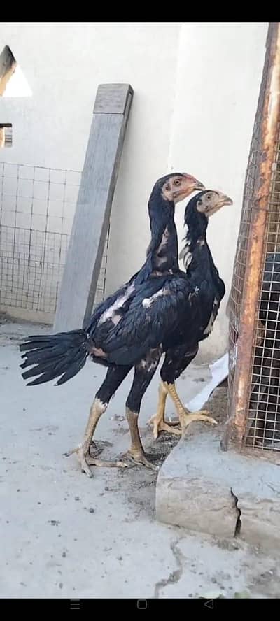 pure thai aseel pair available