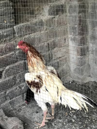 white king pigeon aseel mianwali