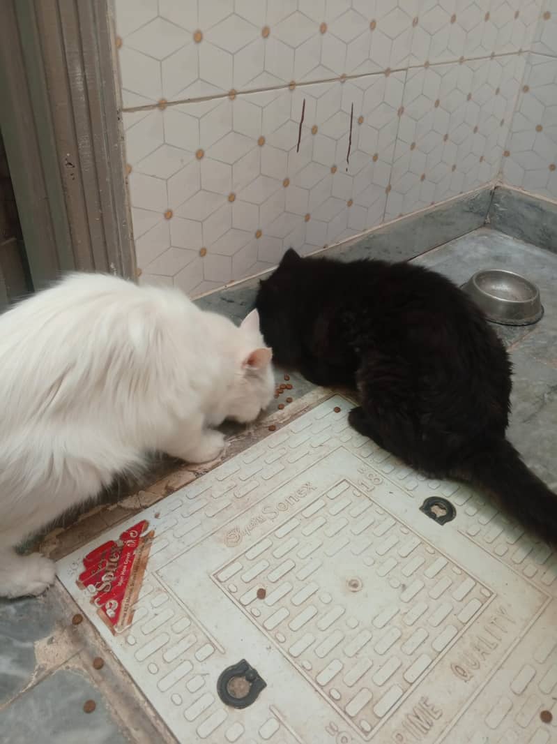 Cat persion 0