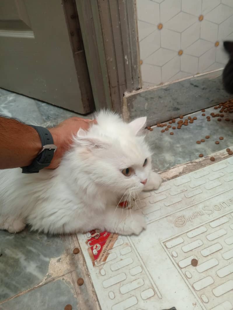 Cat persion 1
