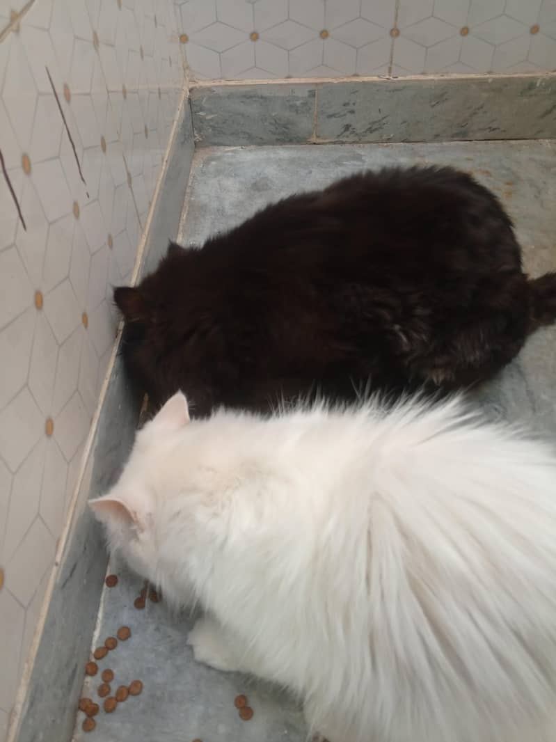 Cat persion 2