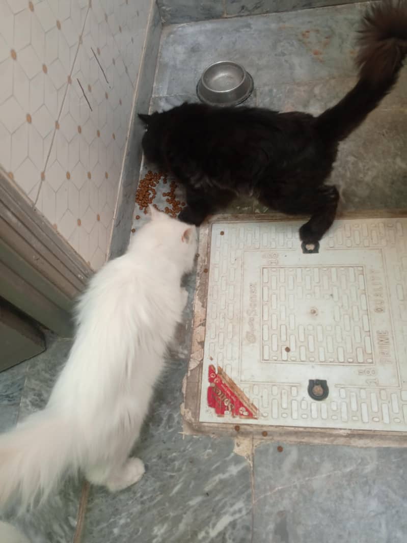 Cat persion 3