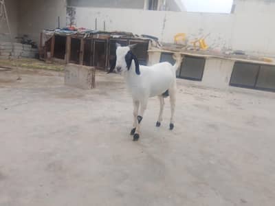 hyderabadi tapri for sell