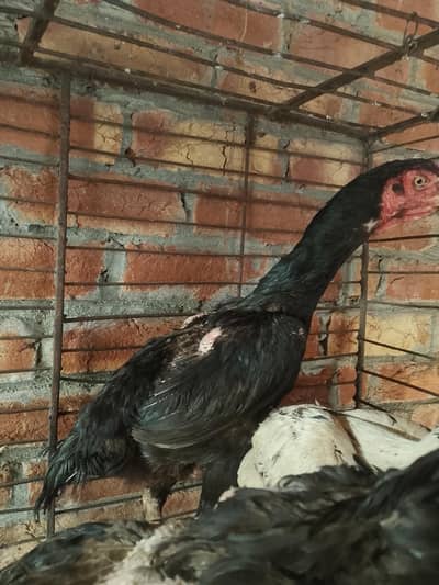 aseel hen in cheap price