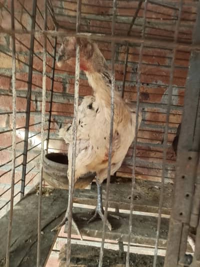 aseel hen in cheap price