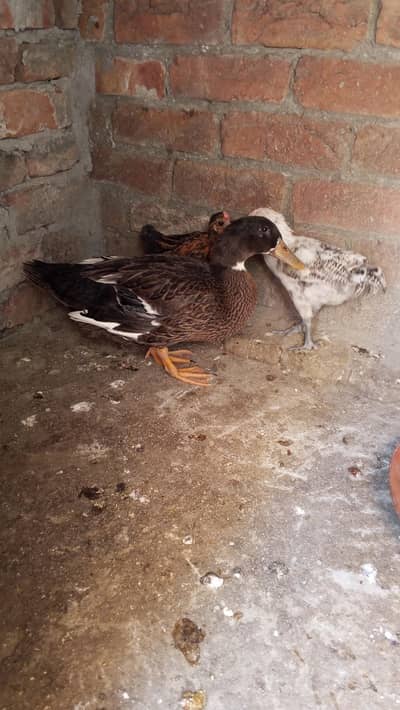for sale