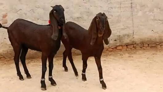 desi bakri for sale WhatsApp number on _"03226643435)