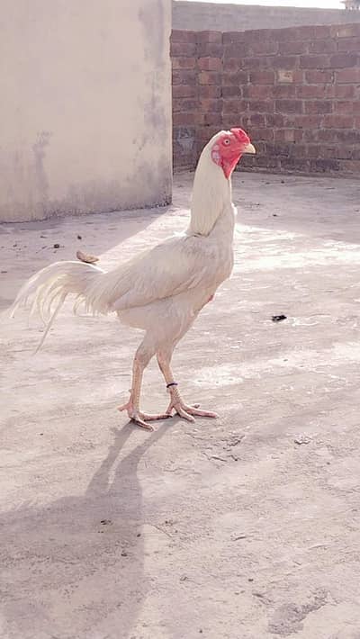 Aseel Heera Murga for sale Healthy and Active