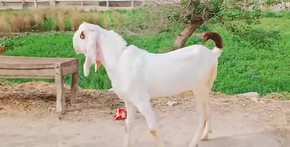 desi Bakra for sale/03487390292