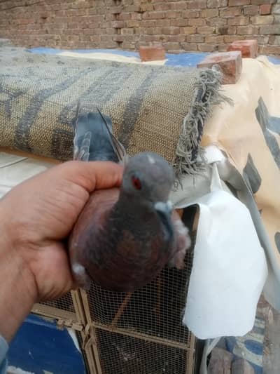 patha for sell