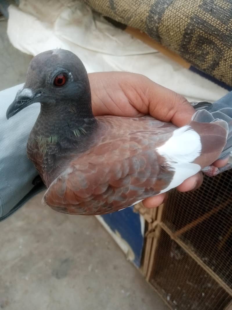 patha for sell 2