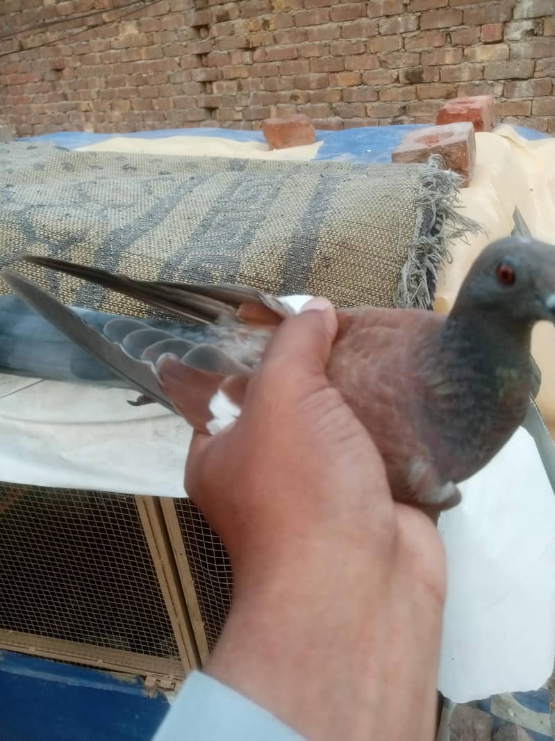 patha for sell 3