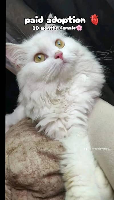 female Persian cat