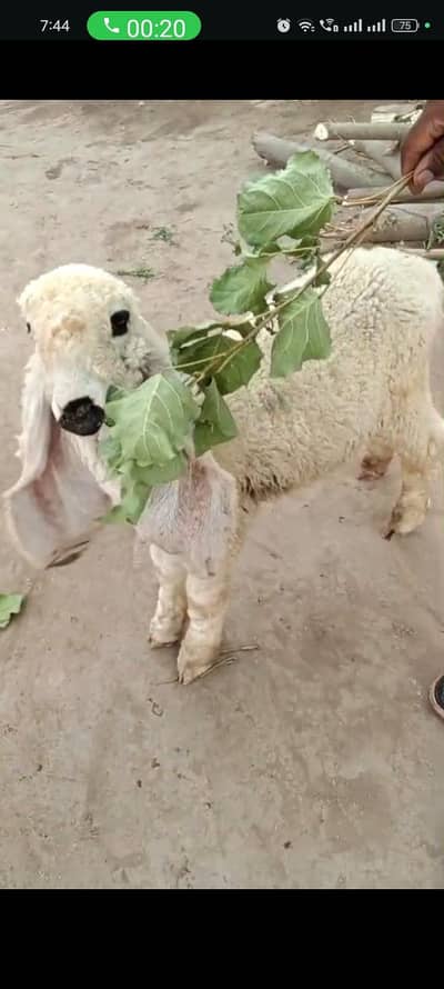 sheep Kajla | 0300-0091606