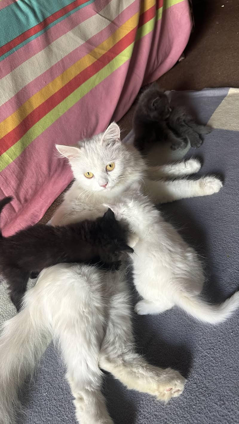 Persion cats 0