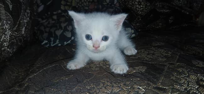 white persian kittens