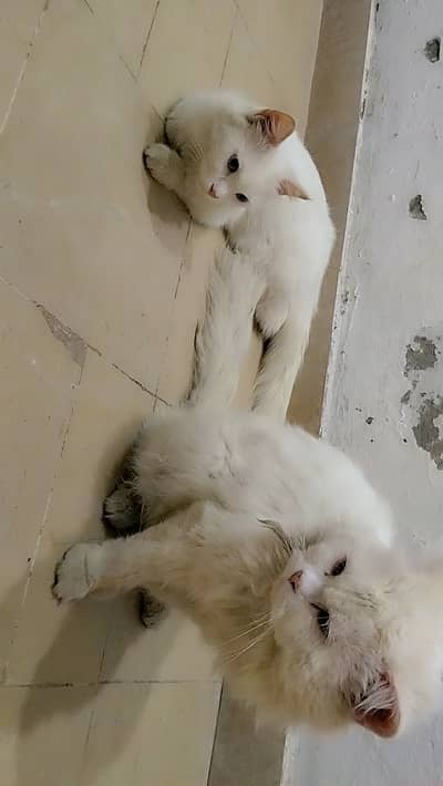 Persian Cats Pair for Sale