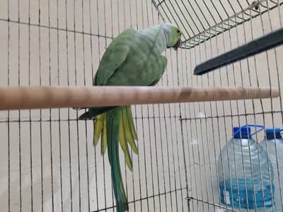 Lal Kanattha Kashmiri Green Parrot